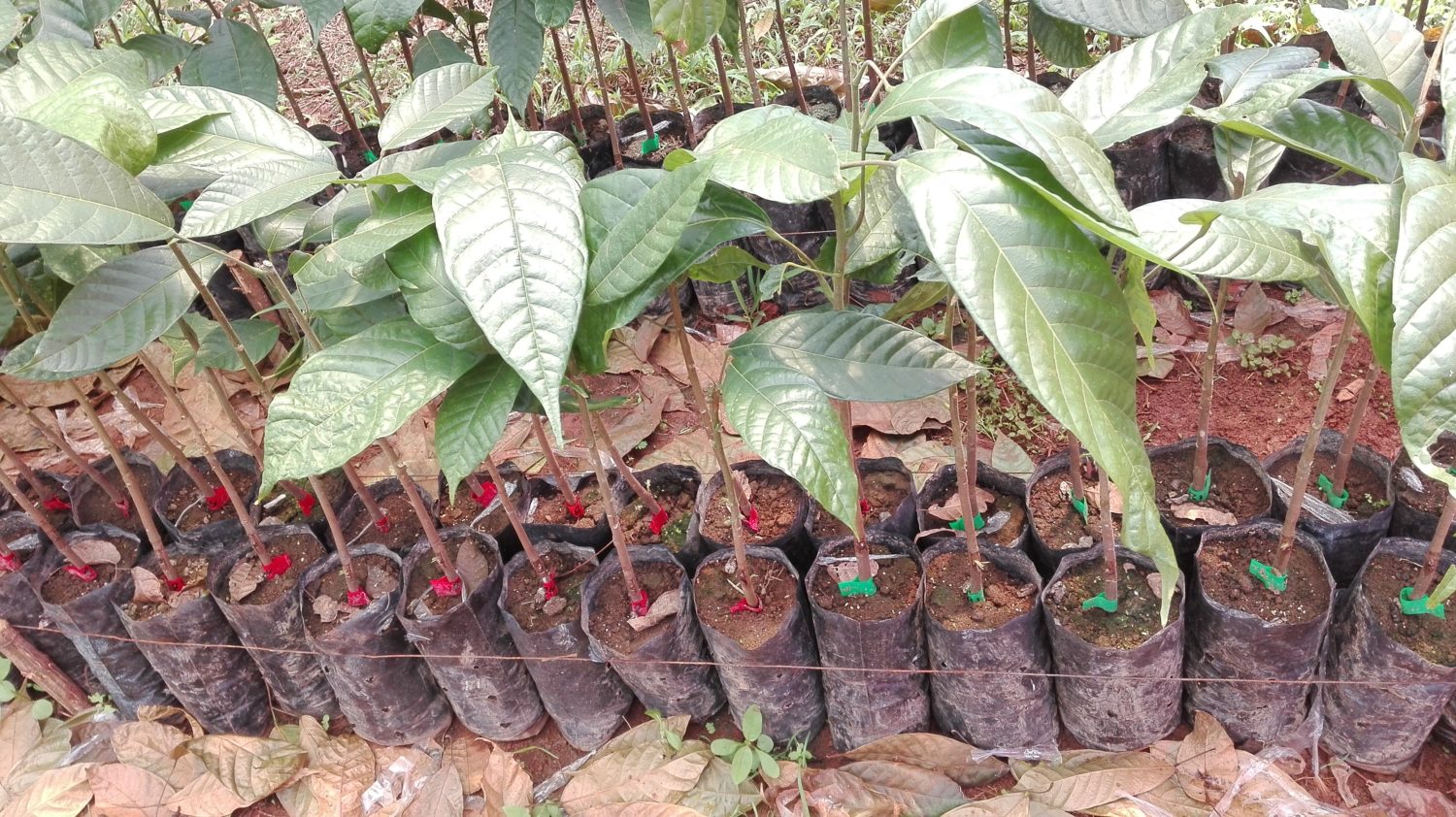Programa de Certificación de Semilla de Cacao