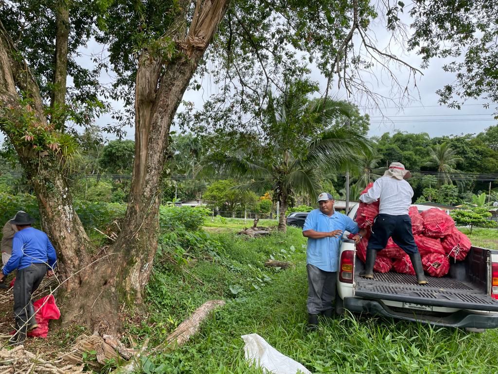 Entrega semillas de yuca