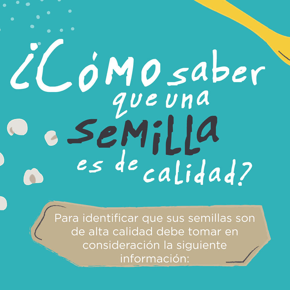 ¿Sabe cómo identificar que una semilla es de alta calidad?